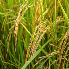 الري توضح عقوبة زراعة الأرز في غير المناطق المحددة