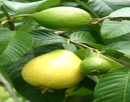 الآفات الحشرية والاكاروسية التي تصيب محصول الجوافة