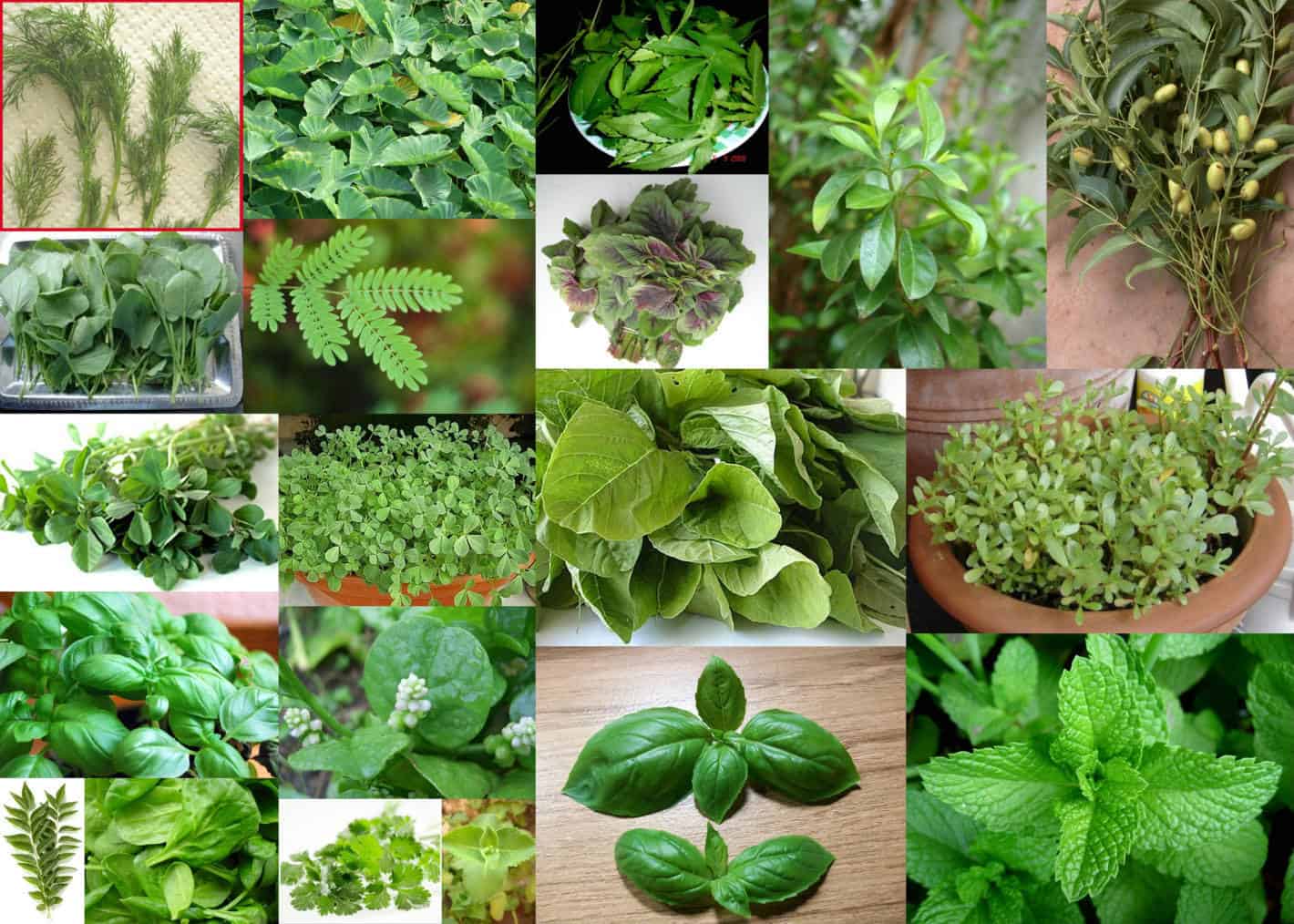 13 توصية لمزارعي النباتات الطبية للتعامل مع الموجة الحارة 