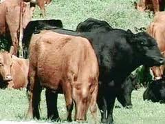 مرشد الفلاح فى الاسعفات الاولية للأبقاروالجاموس