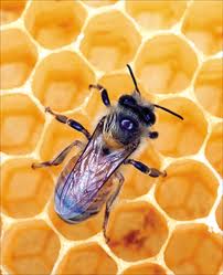 أضرار المبيدات الزراعية على النحل
