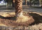 زراعة وانتاج نخيل البلح - الجزء الخامس
