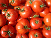 زراعة الطماطم تحت الأنفاق البلاستيكية المنخفضة