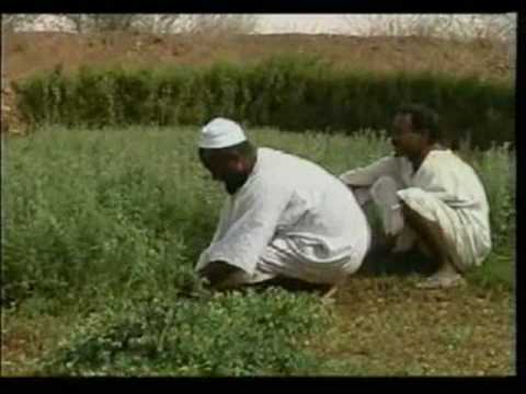 زراعة البرسيم المصرى 1
