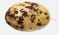 القشرة السوداء وطرق مكافحتها فى محصول البطاطس