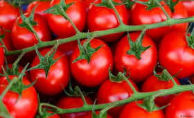 أهم الآفات الحشرية والحيوانية التي تصيب الطماطم 