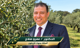مصر الثالث عالميا فى إنتاج زيتون التخليل بـحوالى 7
