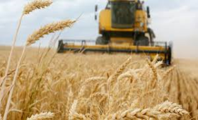  الفاو تعلن انخفاض أسعار القمح والزيوت واللحوم خلال يوليو