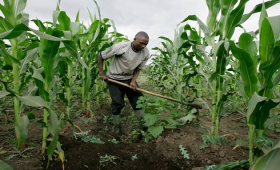 تراجع صادرات الإنتاج الزراعي في كينيا مع انخفاض الطلب الاوروبي 