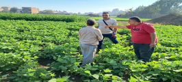  زراعة المنوفية تكثف جولاتها الميدانية لمتابعة الم