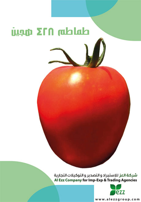 طماطم - العز