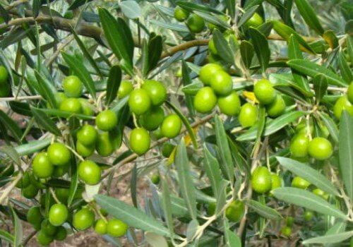الأمراض النباتية التى تصيب محصول الزيتون