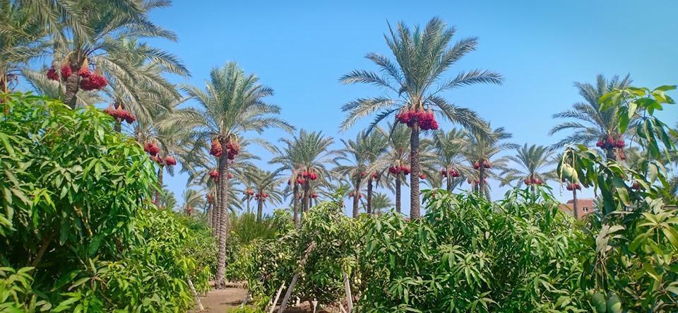أهم الآفات الحشرية والحيوانية التي تصيب محصول النخ