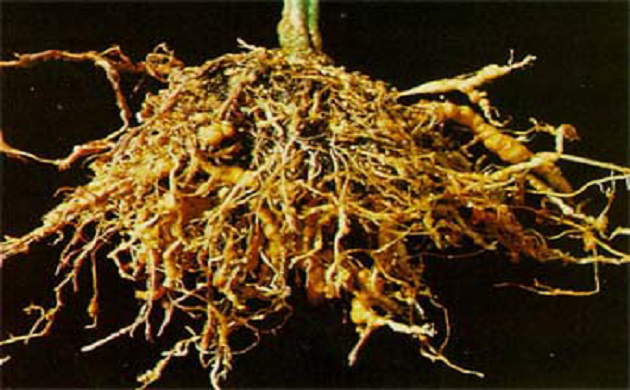 نيماتودا تعقد الجذور   وطرق مكافحتها فى البطاطس