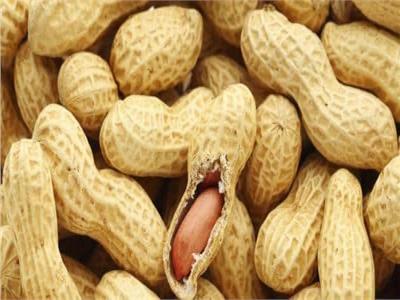 الآفات الحشرية والأكاروسية التي تصيب محصول الفول ا