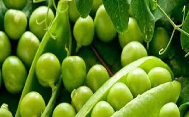 كل ماتريد معرفته عن زراعة وانتاج محصول البسلة 