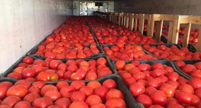 زراعة وانتاج الطماطم وفق التقنيات الحديثة 