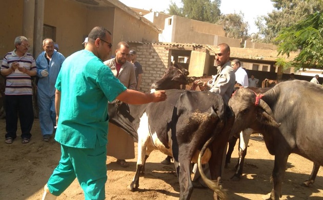 الزراعة: إجراءات احترازية بعد الاشتباه بإصابات حمى الوادي بالسودان