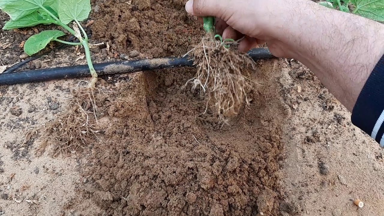 الزراعة تحدد 6 مبيدات لمكافحة نيماتودا التربة في الزراعات المحمية