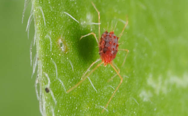 المبيدات المعتمدة لمكافحة العنكبوت الأحمر في الفلفل