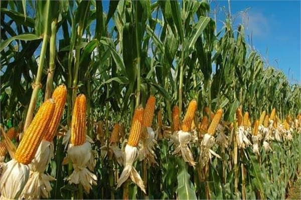 قرار حكومي بزراعة الذرة  في أراضي شركة جنوب الوادى بتوشكى