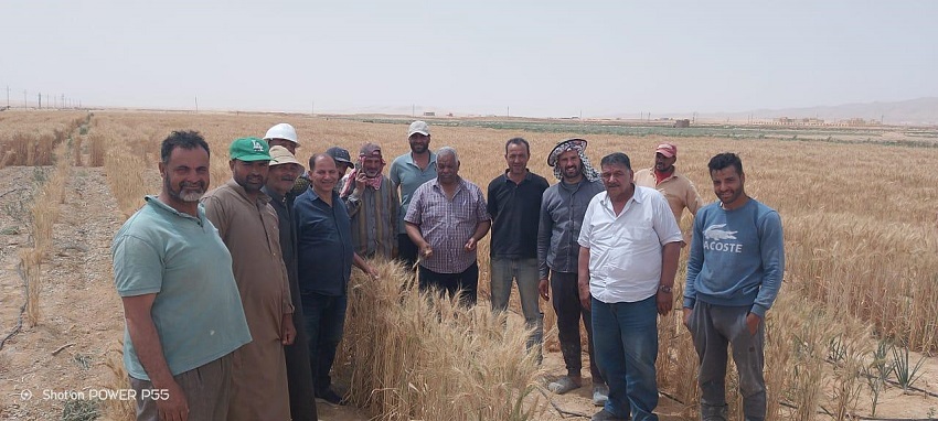 مركز بحوث الصحراء يتابع حصاد القمح بسيناء 