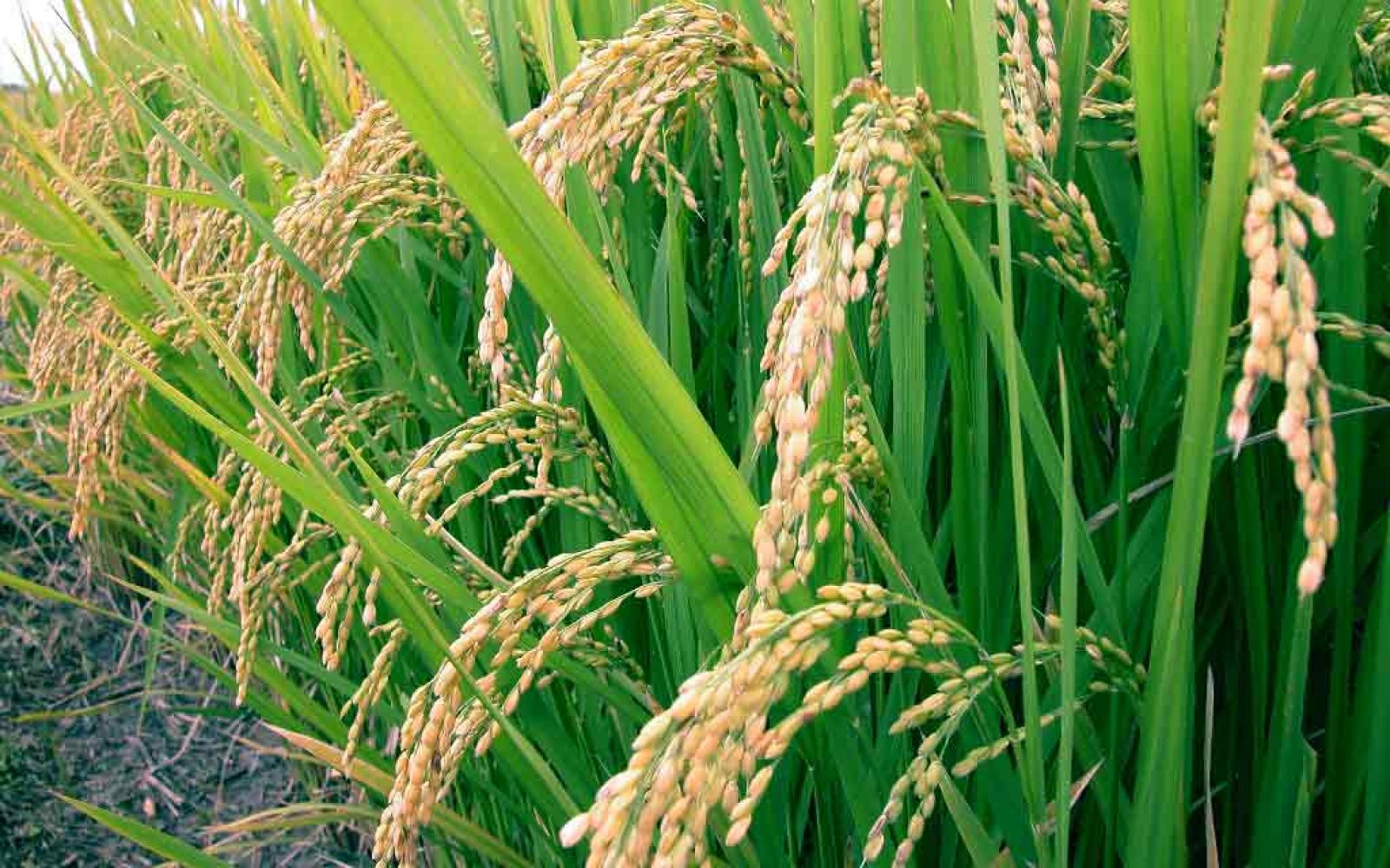 د.محمد فهيم يحدد مجموعة توصيات لـ زراعة محصول الأرز 