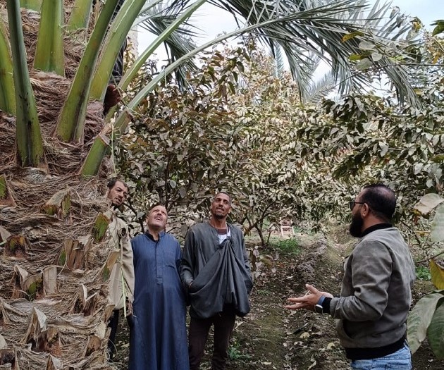 المركزي للنخيل ينظم ندوة إرشادية بالمنيا عن أهم عمليات الخدمة