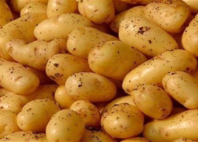بطاطس 