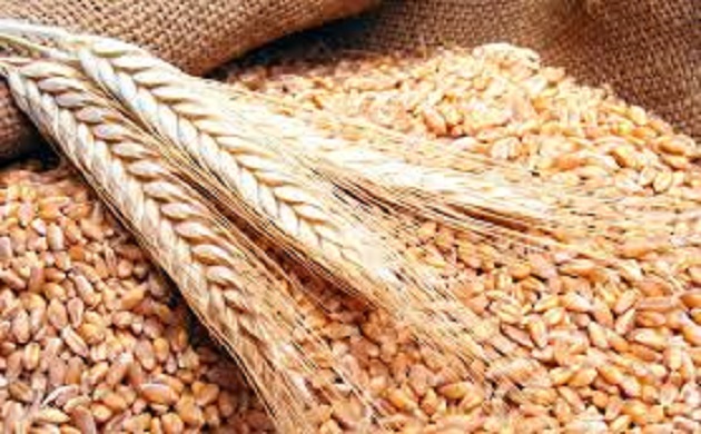 الزراعة : استنباط 13 صنف جديد من القمح والارز والذرة 