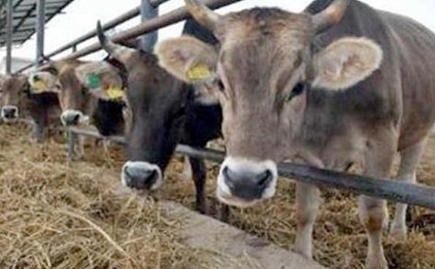 الزراعة : تحصين 2,7 مليون رأس من الماشية ضد الحمى القلاعية 