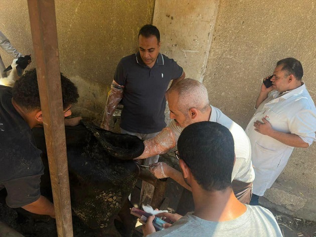الزراعة تقدم خدمات التلقيح الاصطناعي لـ 46 ألف رأس ماشية