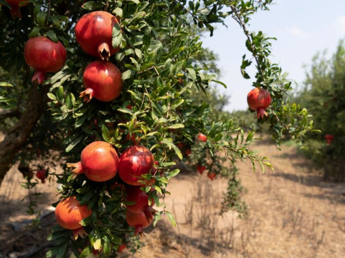 سلامة الغذاء: الرمان يحتل المركز الأول في صادرات الفاكهة