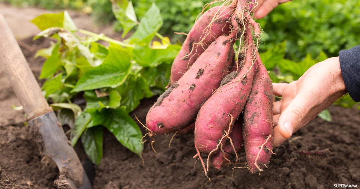 سلامة الغذاء: البطاطا في المركز الأول للصادرات الزراعية