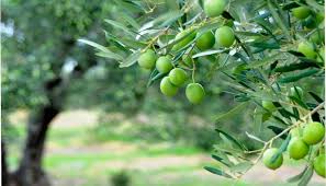 حصاد 6 آلاف فدان من محصول الزيتون بأراضي قطاع الاستصلاح شرق القناة