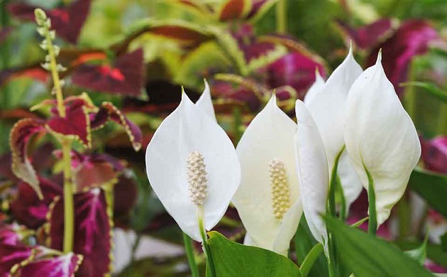 بحث طبى: زهور 'زئبق السلام' تزيل السموم العالقة بالهواء 