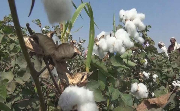 استراتيجية جديدة لتطوير قطاع القطن والنسيج في أوغندا