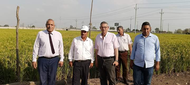 الزراعة تُنظم يوم حصاد لأصناف الأرز السوبر مبكرة النضج