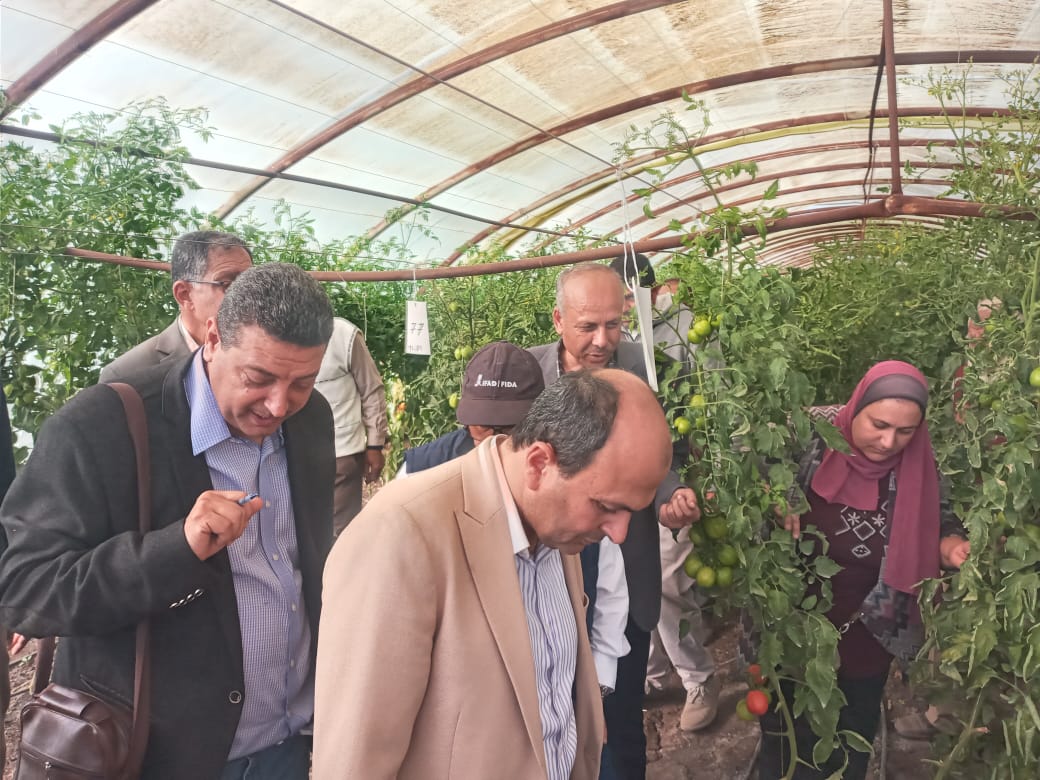خلال تفقد صوب هجن الطماطم الجديدة