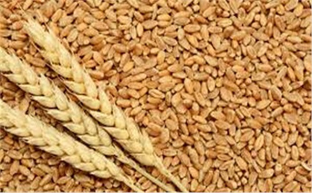 فاو : توقعات جديدة حول انتاج الحبوب العالمى 2019