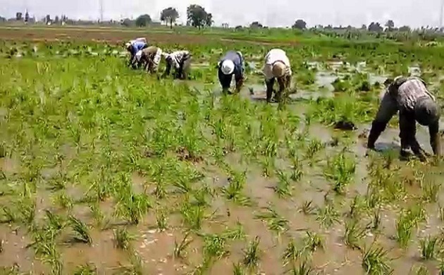الإحصاء: 1.3 مليون فدان حجم المساحة المنزرعة أرز خلال عام 2018-2019