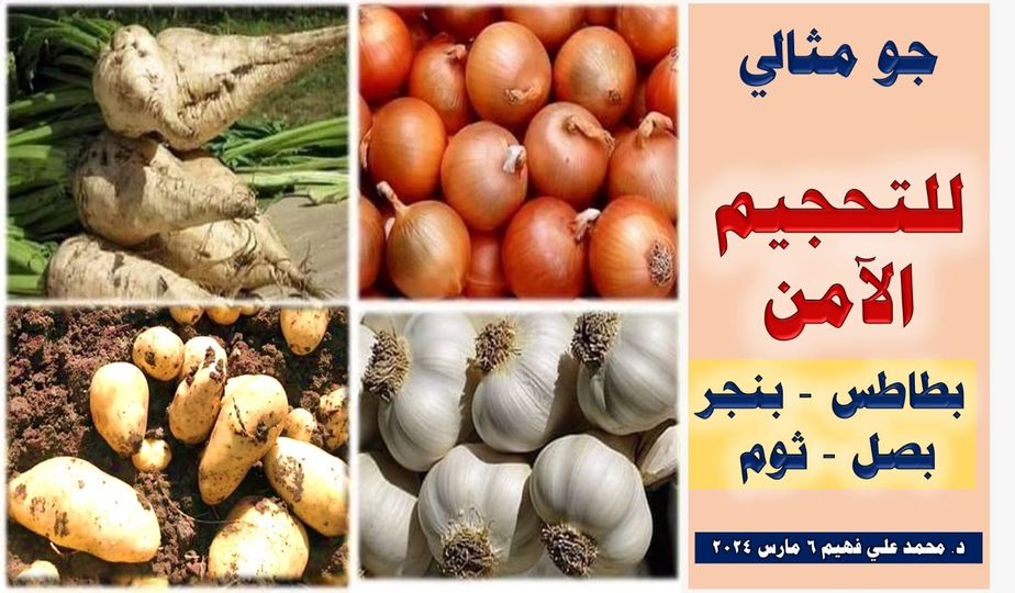 حزمة توصيات للتحجيم الآمن في البطاطس والبنجر والبصل والثوم 