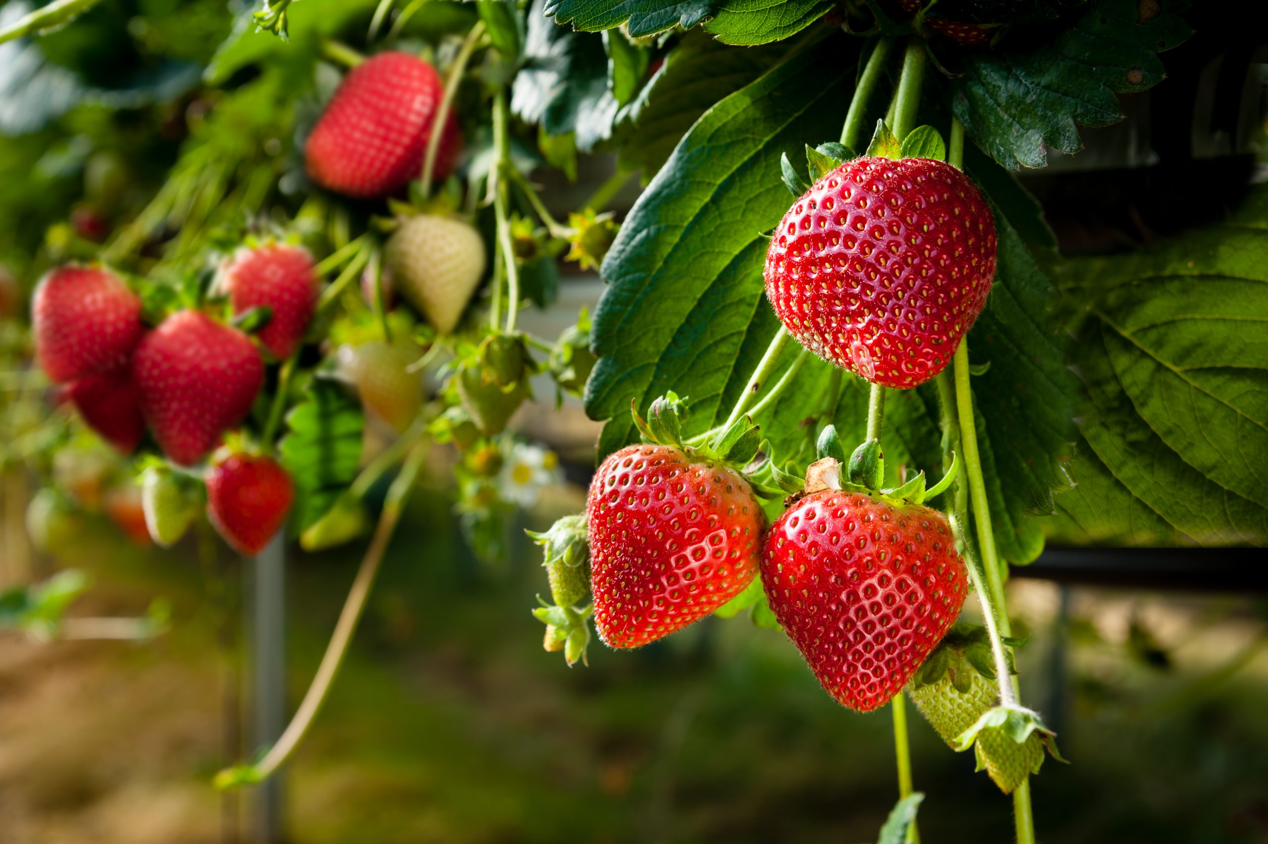 العنكبوت الأحمر في الفراولة .. الزراعة توصي بـ23 مبيدات لعلاجه