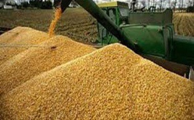 مصر تشتري 415 ألف طن قمح روسي