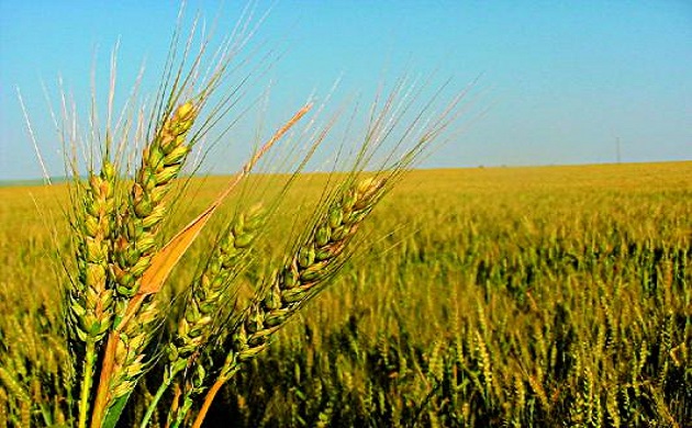 المحاصيل الحقلية :  قلعة فى بحوث إنتاج التقاوى وحماية الأصول الوراثية