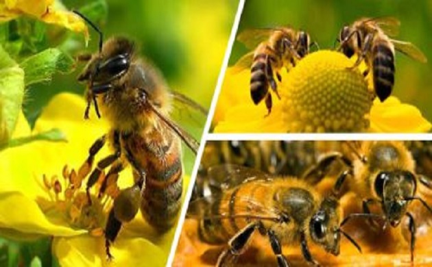 كيف يساعد النحل على مكافحة ارتفاع ضغط الدم