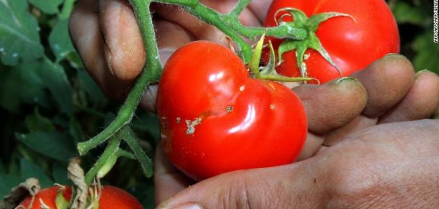 حشرة توتا ابسليوتا فى الطماطم .. الزراعة تعتمد 33 مبيدا لعلاجها 