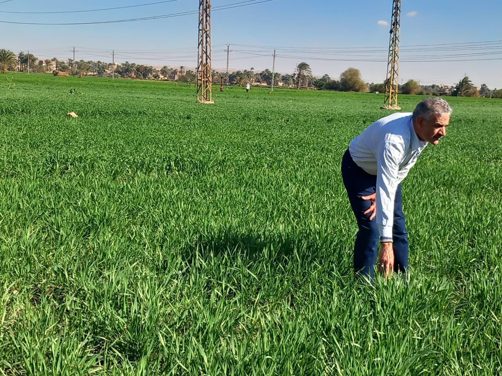 عليوة: زراعة 170 ألف فدان بـ محصول القمح في أسيوط 