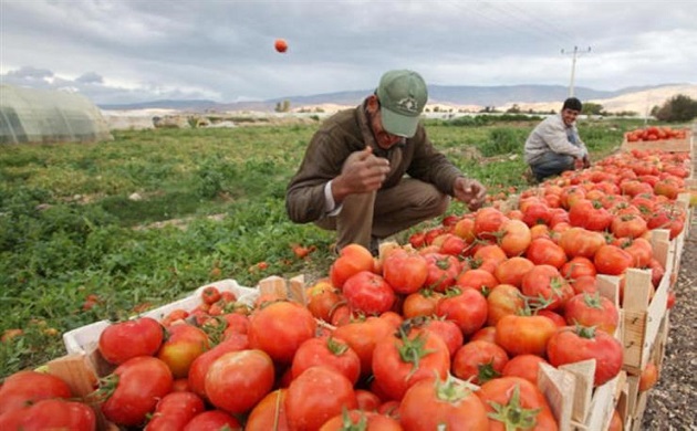 الزراعة : ارتفاع صادرات مصر الزراعية لتتجاوز 3.7 مليون طن