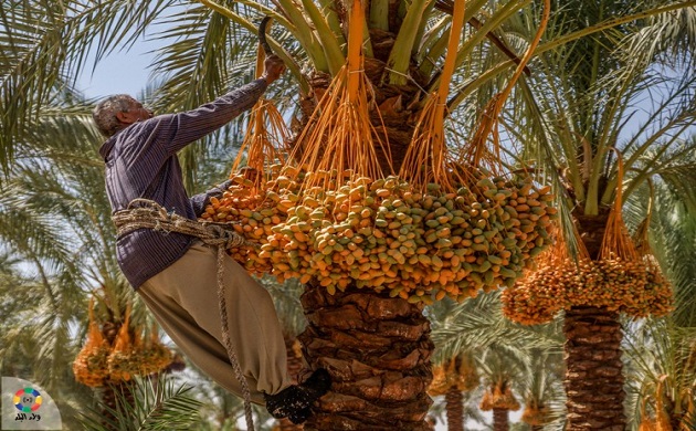 الزراعة : تدريب 25 نخالا على مكافحة سوسة النخيل بالواحات البحرية